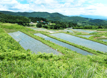 福島県旧高郷村小土山地区：美しい棚田が維持されている