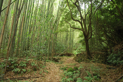 荒廃した里山