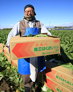 ブランド白菜「邑美人」