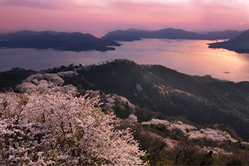 岩城島積善山の三千本桜（天女の羽衣