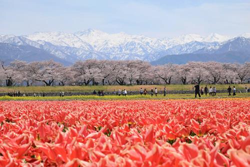 舟川べり（春の四重奏）