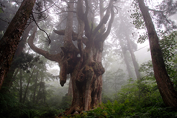 樹齢800年の巨木「岩倉の乳房杉（ちちすぎ）」