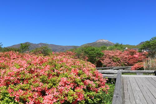 八幡つつじと那須連山