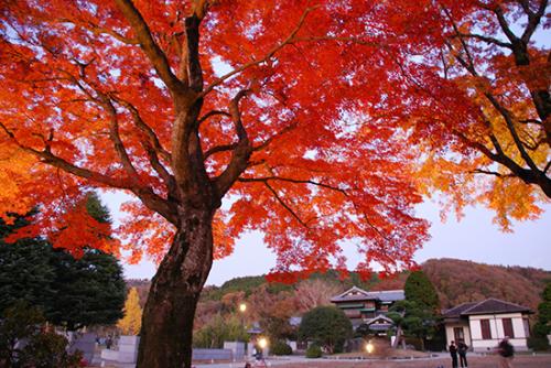 豊門公園のもみじ