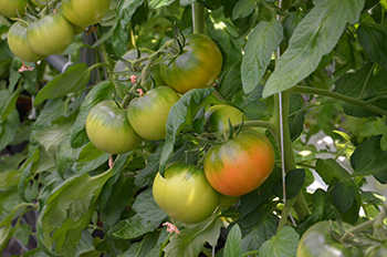 施設園芸団地で栽培されている高糖度トマト