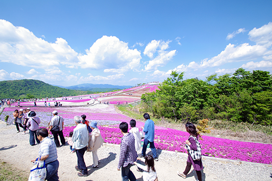 芝桜の丘