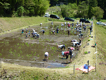 田んぼのオーナー制度には多くの都市の家族が訪れる