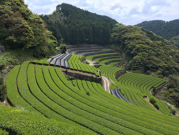 標高の高い場所に多いそのぎ茶畑。朝夕の寒暖の差、霧の発生はお茶に好条件