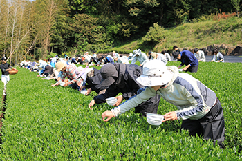 日本一獲得のためにボランティアや県・JAの職員などが手摘みで応援