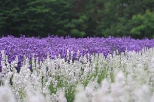 美郷町ラベンダー園（美郷雪華）