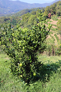 和製グレープフルーツ「河内晩柑」の樹木