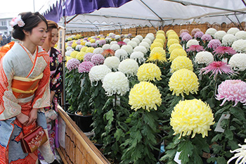 美しい菊が見る人を魅了する「みんなの菊花展」