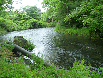 忍野から流れる湧水を含む桂川の流れ