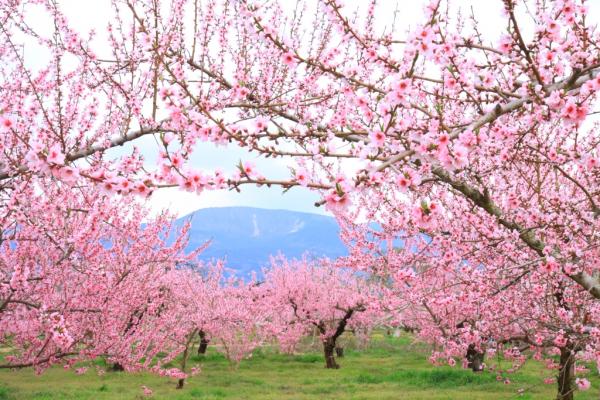 半田山を望む桃源郷