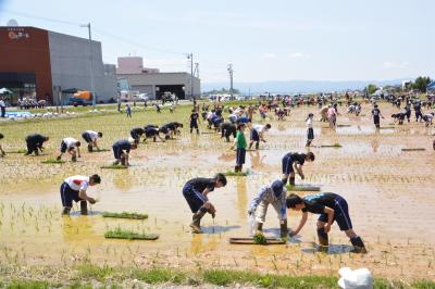 食育拠点「田んぼの学校」での田植えの様子