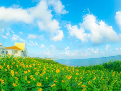 海辺に咲くひまわり