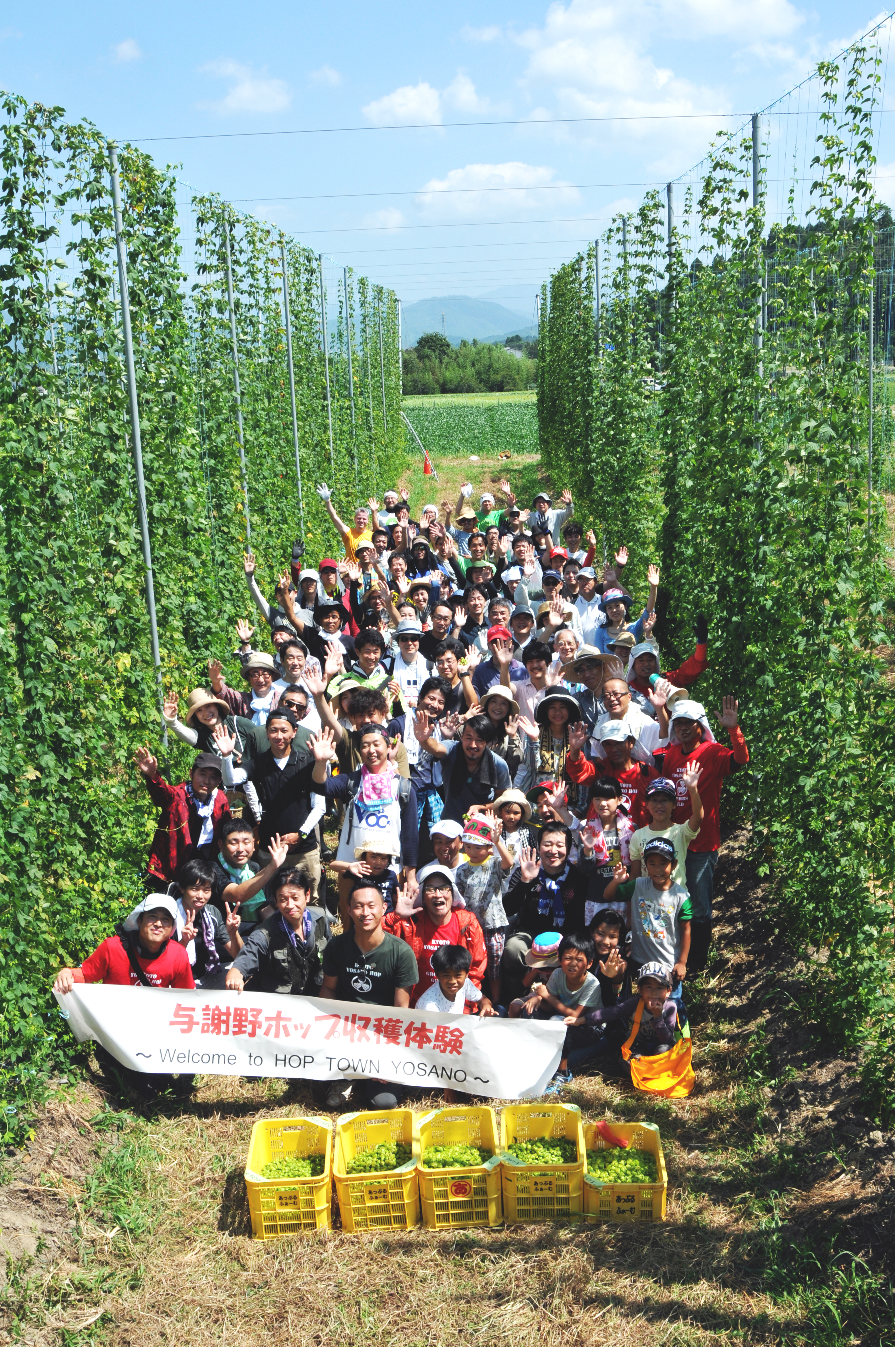 町外からの参加者も多い与謝野ホップ収穫体験