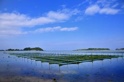 アーサ畑風景