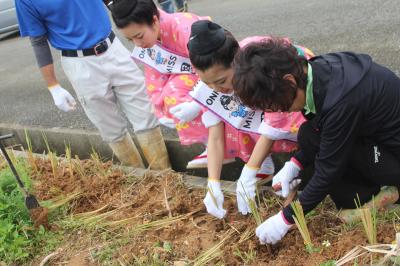 グリーンベルト植え付けの様子