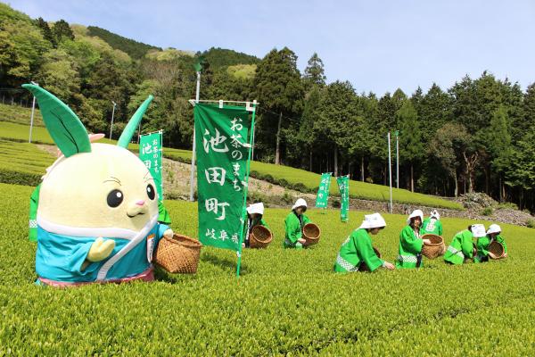 池田町マスコットキャラクターちゃちゃまると池田山麓茶園での茶摘み