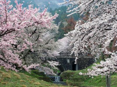 池田山 霞間ヶ渓の桜