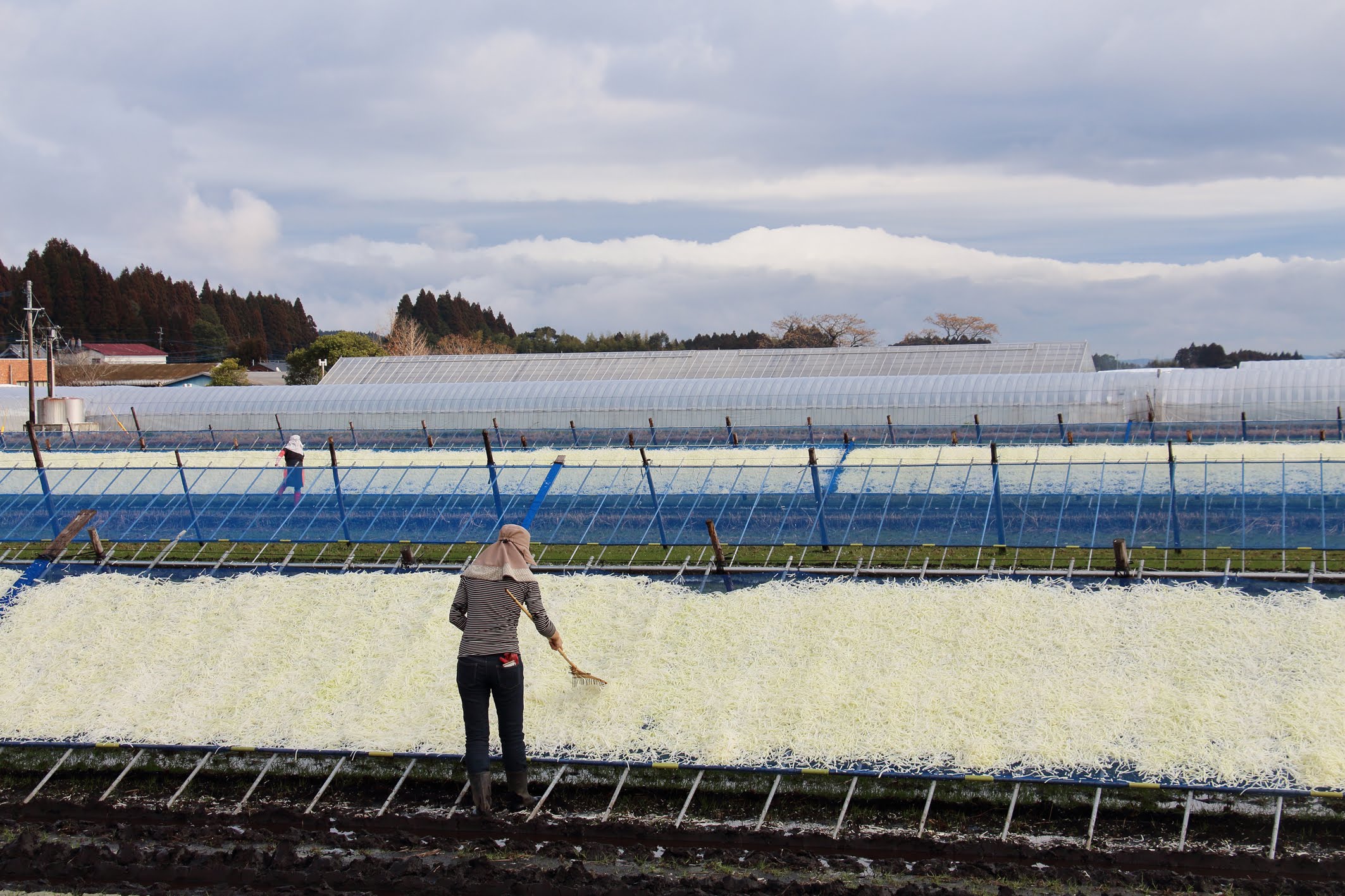 生産量日本一のせんぎり大根