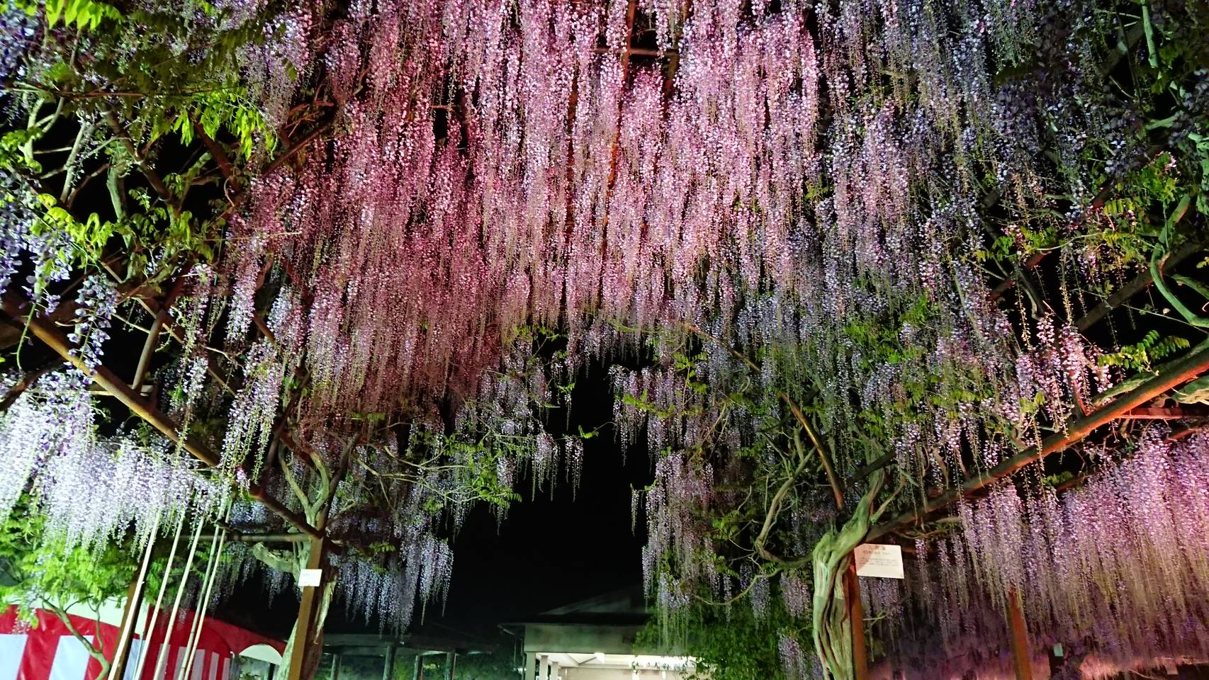 藤公園ライトアップ