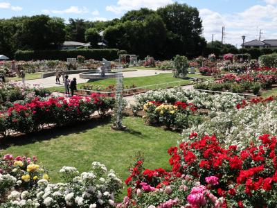 町制施行記念公園（バラ園）