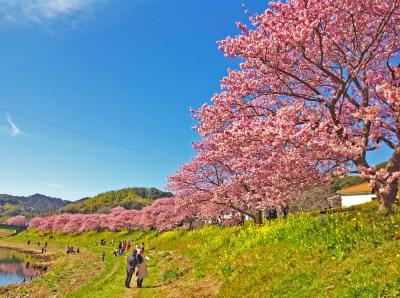 青野川沿いの河津桜並木