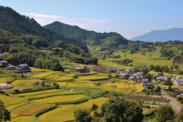 棚田の風景