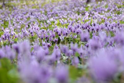 カタクリの花