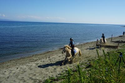 海岸を駆ける馬