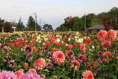 日本一の川西ダリヤ園