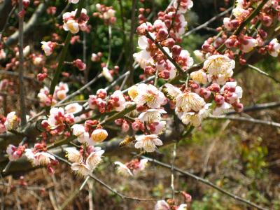 町花「梅」