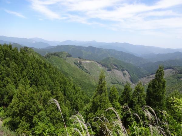 那賀町の山林風景