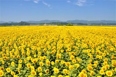 陽ざしの中、一面に咲き誇る色鮮やかなひまわり