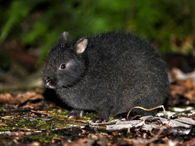 世界でもここだけ　アマミノクロウサギ