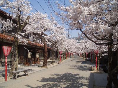 がいせん桜