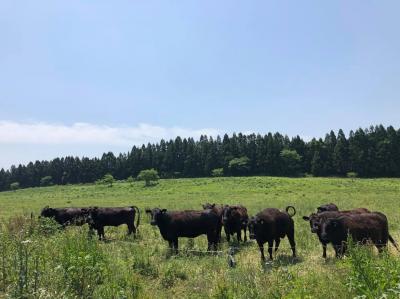 世界で200頭しかいない無角和種（西台放牧場）