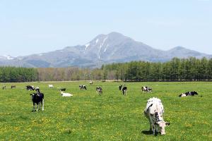 大自然に囲まれた緑豊かな町