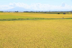 黄金色に染まる津軽平野